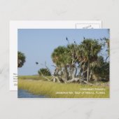 Cormoran Rookery Postcard Postkarte (Vorne/Hinten)