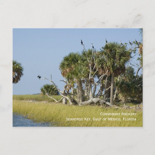 Cormoran Rookery Postcard Postkarte (Vorderseite)