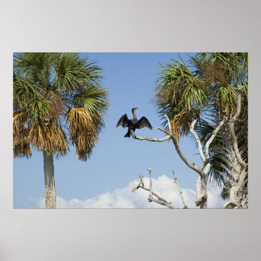 Cormorant Dry Wings Print Poster (Vorne)