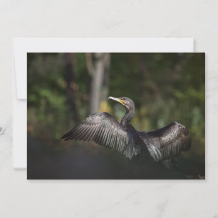 Cormorant Natur Foto Card