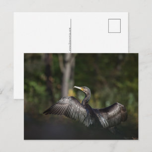 Cormorant Nature Foto Feiertagspostkarte