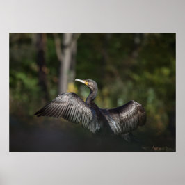 Cormorant Nature Foto Poster