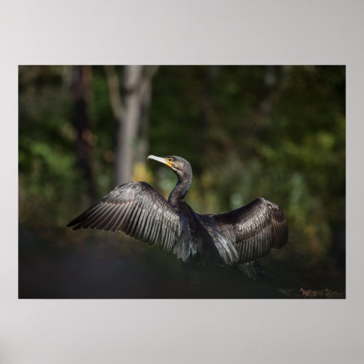 Cormorant Nature Foto Poster (Vorne)