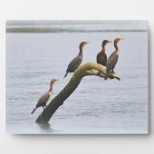 Cormorant Plaque Fotoplatte (Vorderseite)