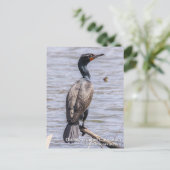 Cormorant Postkarte (Stehend Vorderseite)