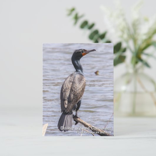 Cormorant Postkarte (Stehend Vorderseite)