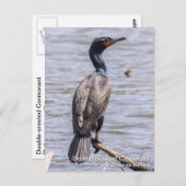 Cormorant Postkarte (Vorne/Hinten)