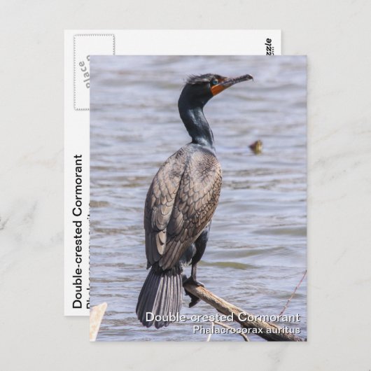 Cormorant Postkarte (Vorne/Hinten)