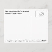 Cormorant Postkarte (Rückseite)