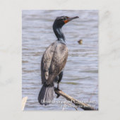 Cormorant Postkarte (Vorderseite)