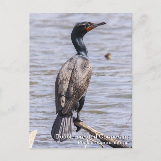 Cormorant Postkarte (Vorderseite)