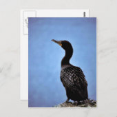 Cormorant Postkarte (Vorne/Hinten)