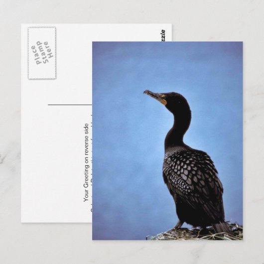 Cormorant Postkarte (Vorne/Hinten)