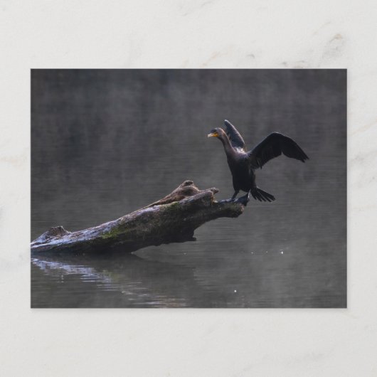 Cormorant Postkarte (Vorderseite)