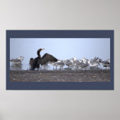 Cormorant with Seagulls Poster (Vorne)