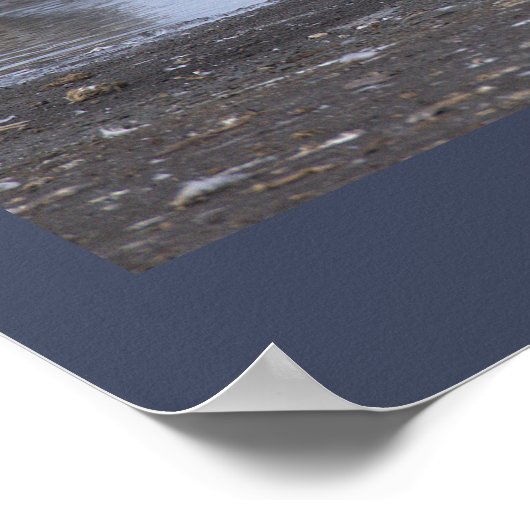 Cormorant with Seagulls Poster (Ecke)