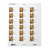 Corn Cobb auf Stalk-Adressetiketten Adressaufkleber (Vorne)