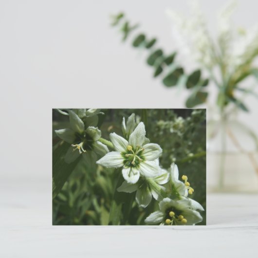 Corn Lily Postkarte (Stehend Vorderseite)