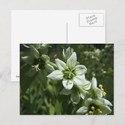 Corn Lily Postkarte (Vorne/Hinten)