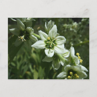 Corn Lily Postkarte