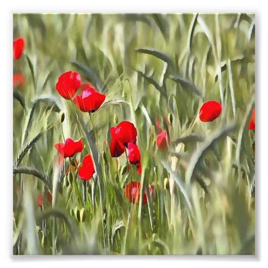 Corn Poppies Fotodruck (Vorne)