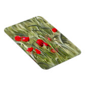 Corn Poppies Magnet (Rechte Seite)
