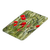 Corn Poppies Magnet (Linke Seite)