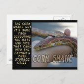 CORN SNAKE POSTKARTE (Vorne/Hinten)