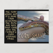 CORN SNAKE POSTKARTE (Vorderseite)