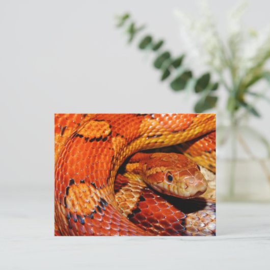 Corn Snake Postkarte (Stehend Vorderseite)