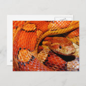 Corn Snake Postkarte (Vorne/Hinten)