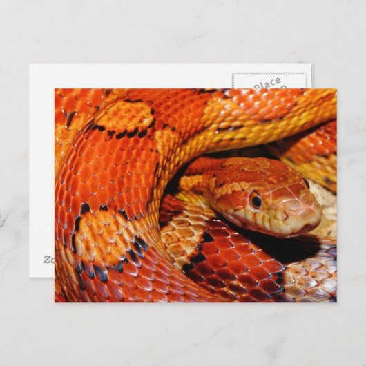 Corn Snake Postkarte (Vorne/Hinten)