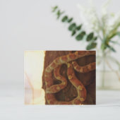 Corn Snake Postkarte (Stehend Vorderseite)