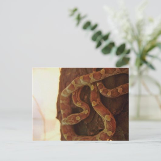 Corn Snake Postkarte (Stehend Vorderseite)