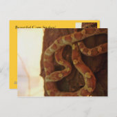 Corn Snake Postkarte (Vorne/Hinten)