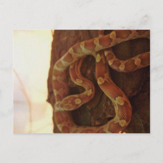 Corn Snake Postkarte (Vorderseite)