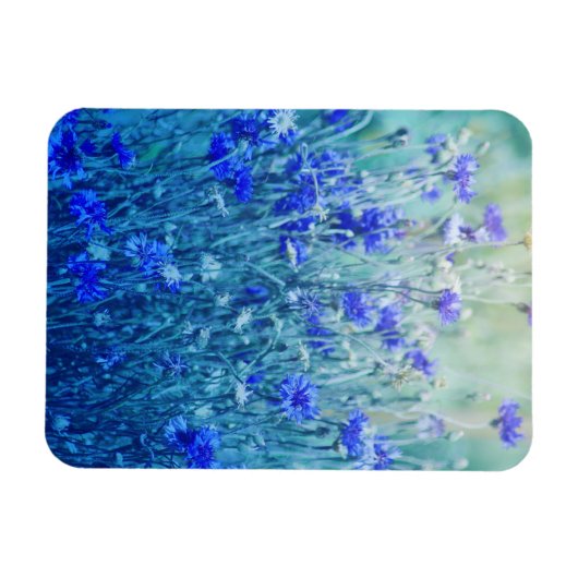 Cornblumen Magnet (Horizontal)