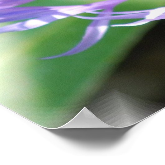 Cornblumen Poster Print (Ecke)