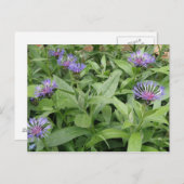 Cornblumen Postkarte (Vorne/Hinten)