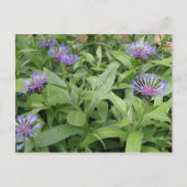 Cornblumen Postkarte (Vorderseite)