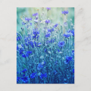 Cornblumen Postkarte