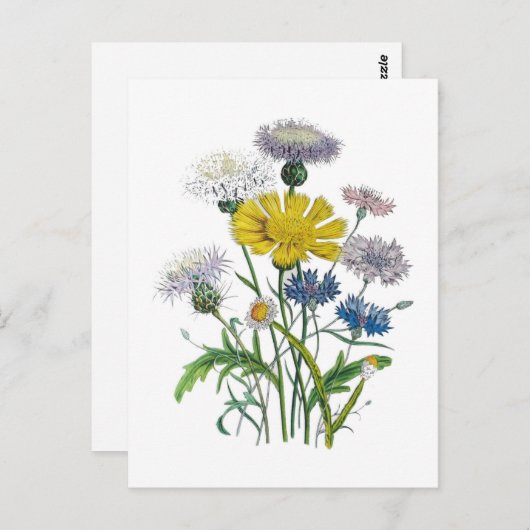 Cornblumen Postkarte (Vorne/Hinten)