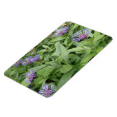 Cornblumen Premium Magnet (Linke Seite)