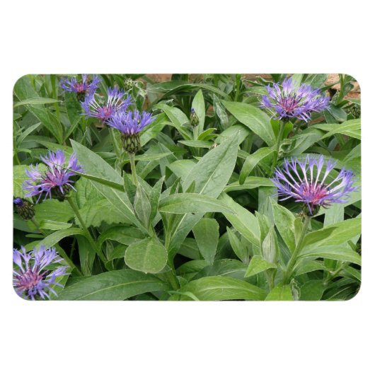 Cornblumen Premium Magnet (Horizontal)