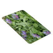 Cornblumen Premium Magnet (Rechte Seite)