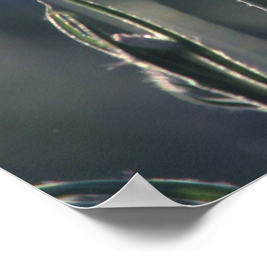 Cornblumen Sommer Abend Wiese Poster (Ecke)