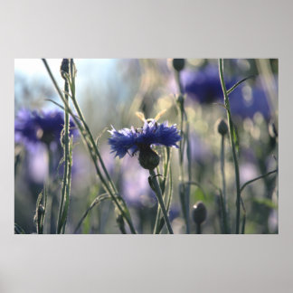 Cornblumen Sommer Abend Wiese Poster