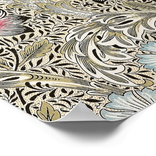 Corncocké-Corncockle Poster (Ecke)