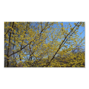 Cornelian Cherry Dogwood und Blue Sky Floral Fotodruck