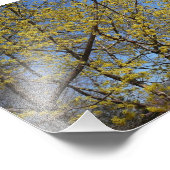 Cornelian Cherry Dogwood und Blue Sky Floral Fotodruck (Ecke)